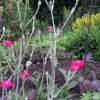 sommerblumen mit wolliger lichtnelke und sonnenbraut